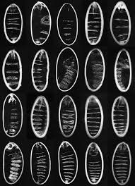 1942) is a germany biologist who won the albert lasker award for basic medical research in 1991 and the female nobel prize laureates in physiology or medicine in 1995, together with eric wieschaus and edward b. Https Www Annualreviews Org Doi Pdf 10 1146 Annurev Cellbio 113015 023138