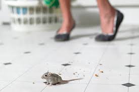 Maybe you would like to learn more about one of these? Mouse Proofing Keeping Mice Out Gardener S Supply