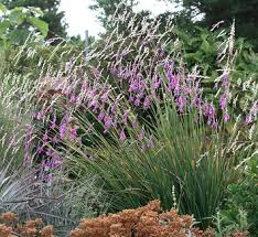 Image result for Dierama formosum/plowesii intermediates