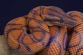 The banana ball python and the coral glow ball python morphs. Rainbow Boa Care Sheet For Beginners Brazilian Snake Guide Everything Reptiles