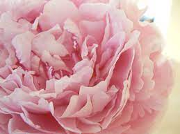 Pink peony flower images download. Pink Peony Wallpapers Top Free Pink Peony Backgrounds Wallpaperaccess