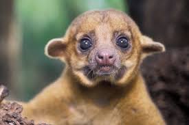 Are mice, gerbils, chinchillas, and hamsters good pets for kids? Exotic Pets A Growing American Fad