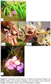 Image result for Rhipidoglossum kamerunense