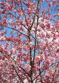 If it is is try and cherry trees also have a green lining under the bark, you can make a small incision and if this green layer has turned brown and dry unfortunately the. 10 Best Trees For Small Gardens Beautiful Small Trees Flowering Cherry Tree Small Gardens Small Trees
