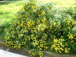 Image result for Chrysanthemoides monilifera
