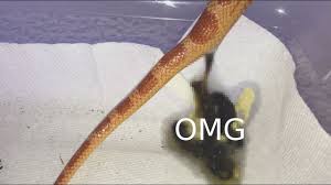 Before you gotta go, make sure you know where to go and how to leave no trace when you do. Do Snakes Poop Youtube