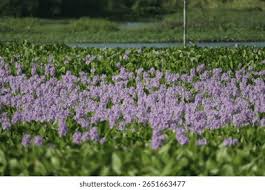 Image result for Pontederia crassipes
