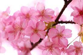 Sakura Flowers Pink Garden Beautiful Flowers