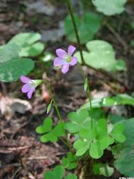 Image result for Oxalidaceae