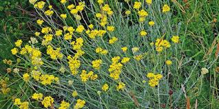 Maybe you would like to learn more about one of these? Elicriso E Altre Erbe Profumate Per Il Giardino Di Casa Cose Di Casa