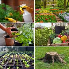 Maybe you would like to learn more about one of these? 15 Clever Ways To Use Epsom Salt In The Garden Diy Crafts