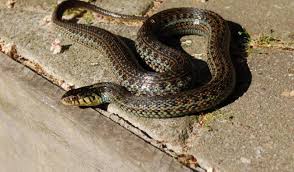 Facebook at don's garter snakes. Species Steven Bol Garter Snakes