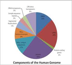 File Components Of The Human Genome Jpg Wikimedia Commons