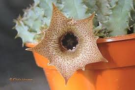 Image result for Huernia longituba