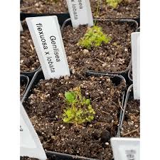 Image result for Genlisea margaretae