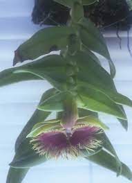 Core Of Being A Very Important Essence To Realign To Our Spiritual Axis This Essence Enters Into One S Causal Body Whic Beautiful Orchids Orchids Live Tree