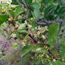 Image result for Gymnosporia senegalensis