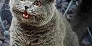 Image result for i can has cheezburger