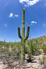 I've identified and labeled these photos for you according to genus and species, and common names if available. Massive Cactus At Saguaro National Park In Arizona Stock Photo Picture And Royalty Free Image Image 60986136
