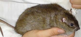 Image result for rats