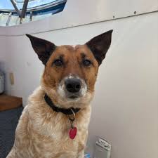 Let's welcome our new members! Jim Steinborn, Virginia Faith, Lesley Rinn,  Jr Adams, Matt Weavil