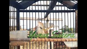 Burung yang tubuhnya berwarna hijau. Suara Prenjak Lumut Jantan Mp3 Storymusik