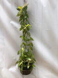 Other than that, just keep my leaves dusted. Variegated Vanilla Orchid Furniture Home Living Gardening Plants Seeds On Carousell