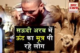 Tantrika utak kis ang ka nirmaan karta hai. Camel Urine Drinking In Saudi Arabia à¤†à¤– à¤° à¤¸à¤Šà¤¦ à¤…à¤°à¤¬ à¤® à¤Š à¤Ÿ à¤• à¤® à¤¤ à¤° à¤• à¤¯ à¤ª à¤°à¤¹ à¤² à¤— Amar Ujala Hindi News Live