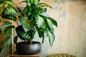 Image result for beautiful dieffenbachia