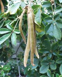 Image result for Handroanthus chrysotrichus