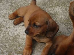 Image result for alpský brakýř jezevčíkovitý