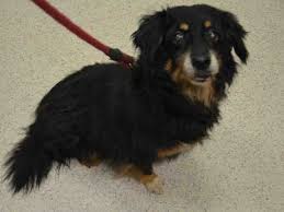 Border Collie Black And Brown Dogs Super Urgent Manhattan Center Polonia A1039880 Spayed Female Black Brown Border Collie Dachshund 13 Yrs Owner S Pets Dogs Up For Adoption Dog Adoption