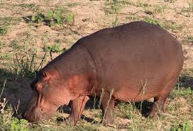 Image result for Hippocratea africana
