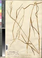 Image result for Acroceras zizanioides