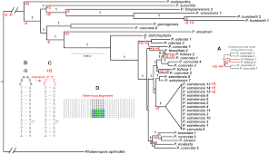Image result for Polystachya steudneri