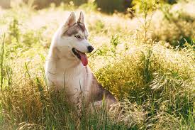 How To Keep Dogs Cool In Summer 10 Tips