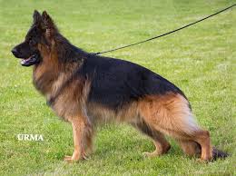 Concerning the coat of the german shepherd, the sv breed standard states the following: 20 Beautiful Longstock Coated German Shepherds Ideas German Shepherd Dogs German Shepherd Dogs