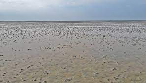 Informative audios rund um die gezeiten. Wattenmeer Bei Ebbe Foto Bild Landschaft Meer Strand Watt Bilder Auf Fotocommunity