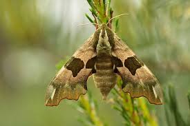 Image result for Convolvulus ocellatus