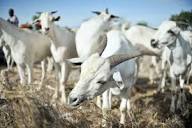 Somali Goat - Breed Profile - Backyard Goats