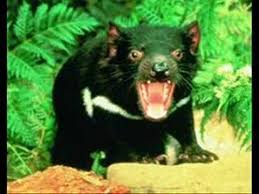 Los demonios de tasmania en estado salvaje desaparecieron de la parte continental de australia hace unos 3 mil años, pero grupos conservacionistas indicaron este martes que ejemplares de estos. Demonio De Tasmania Audacity Youtube