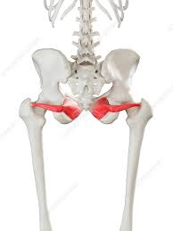 Obturator Internus Muscle Illustration Stock Image F026 9305 Science Photo Library