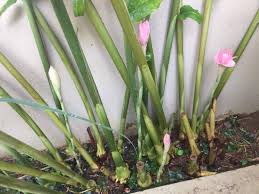 We did not find results for: Tip Tanam Pokok Kantan Di Rumah Cara Pastikan Kantan Kerap Berbunga Dengan Banyak Vanilla Kismis