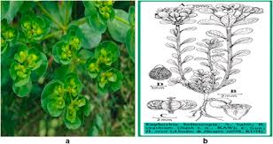 Image result for Euphorbia granulata