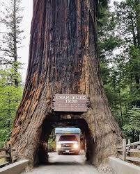 Prairie creek redwoods state park. Rv Camping In Redwood National Park Cruise America