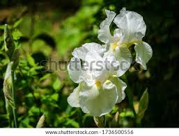 In europe, the most commonly found garden iris is a hybrid iris (falsely called german iris, i. Shutterstock Puzzlepix