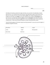 The worksheet is an assortment of 4 intriguing pursuits that will enhance your kid's knowledge and abilities. Kidney Coloring Page And Questions