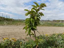 We did not find results for: Small Cherry Tree Stock Photo Picture And Royalty Free Image Image 40626734