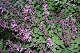 Image result for Syncolostemon
