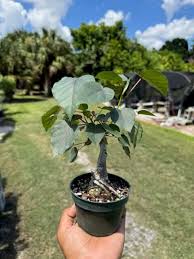 Image result for Ficus fischeri